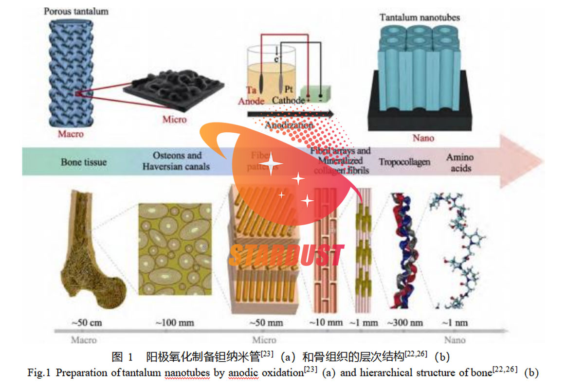 Research Progress on Surface Modification and Functionalization of 3D-Printed Porous Tantalum